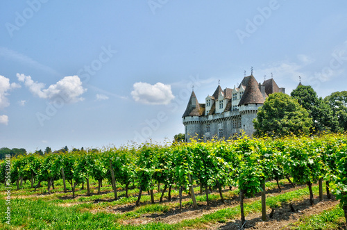 France, vineyard and the castle of Monbazillac in Dordogne photo