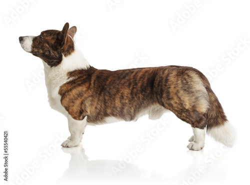 Foto Welsh Corgi Cardigan