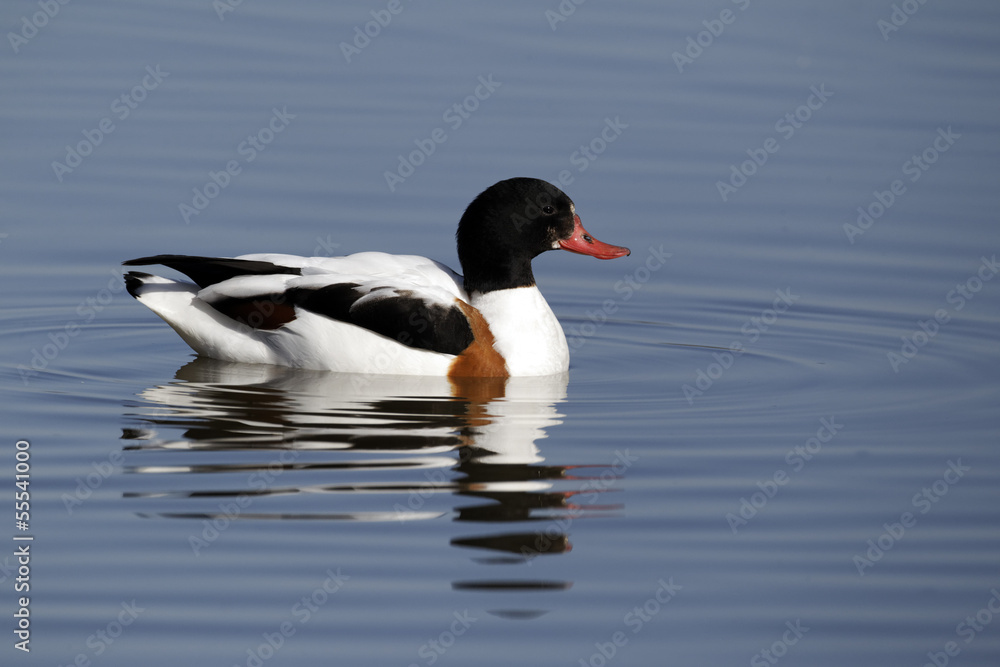 Fototapeta premium Shelduck, Tadorna tadorna, single male on water
