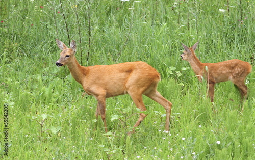 deer family - doe and calf