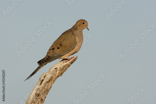 Morning dove, Zenaida macroura,