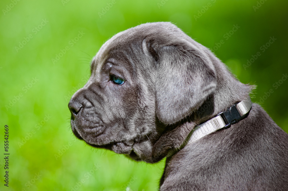 puppy with blue eyes