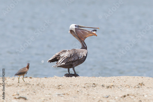 Brown pelican (Pelecanus occidentalis) with a fish in its pouch