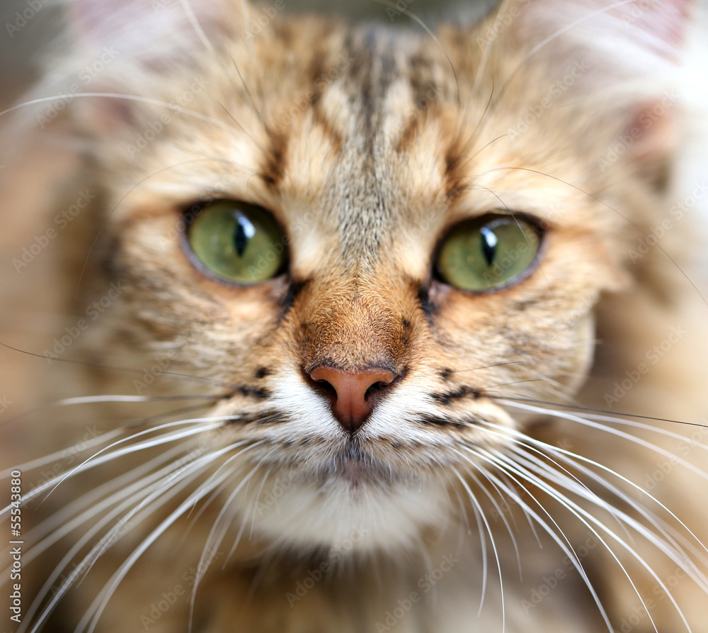 Close-up portrait of green-eyed cat.