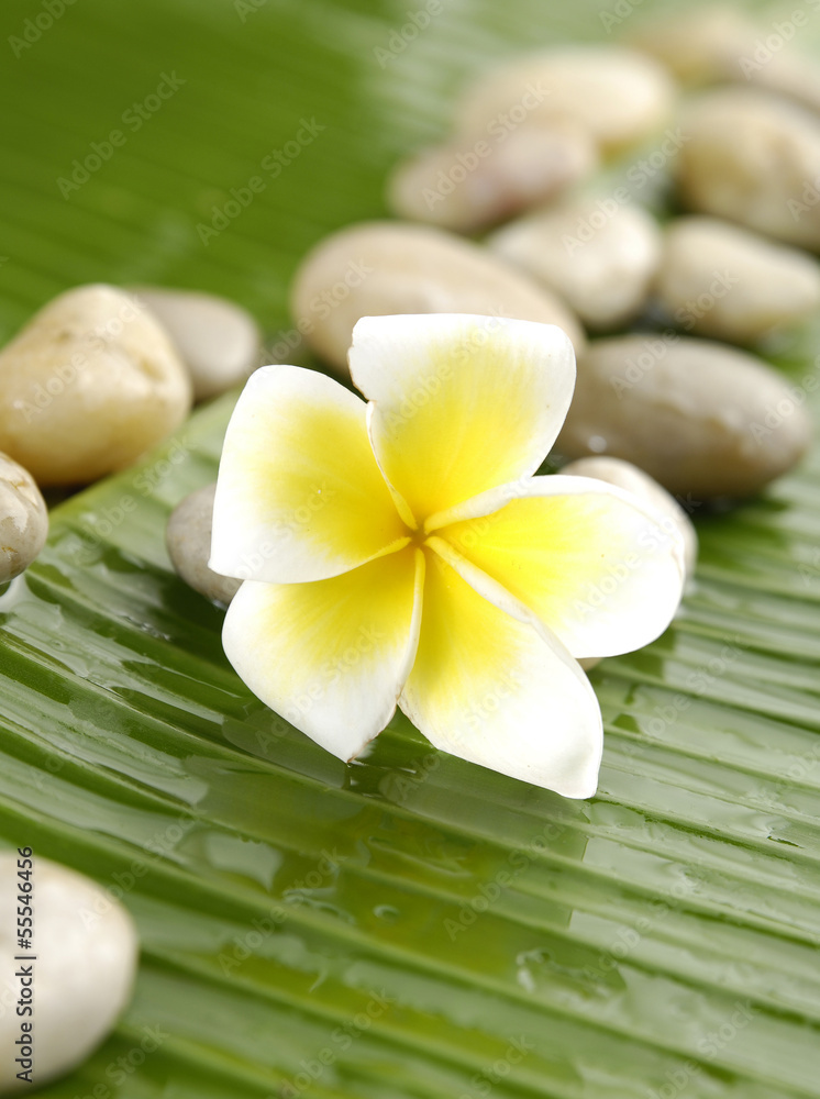 Plumeria and stones on banana leaf Plumeria and stones on banana leaf