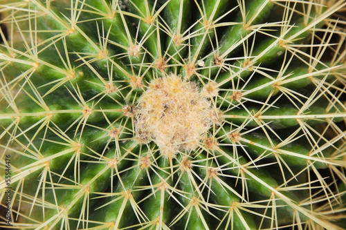 Golden Barrel Cactus.