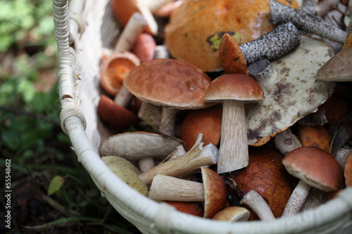 лесные грибы в корзине