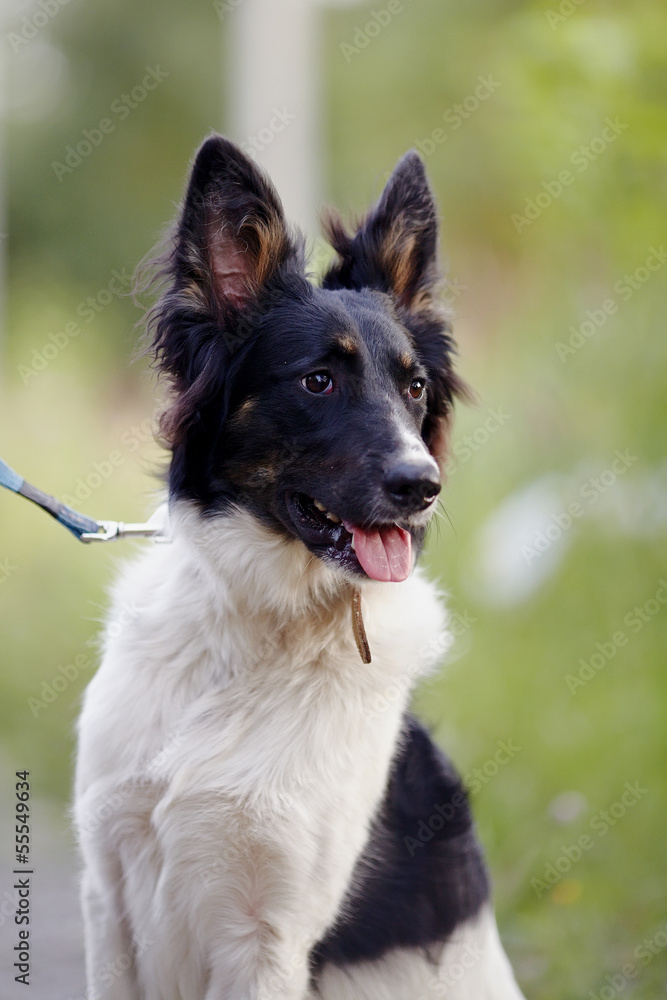 Portrait of a black-and-white not purebred dog. Portrait of a black-and-white not purebred dog.