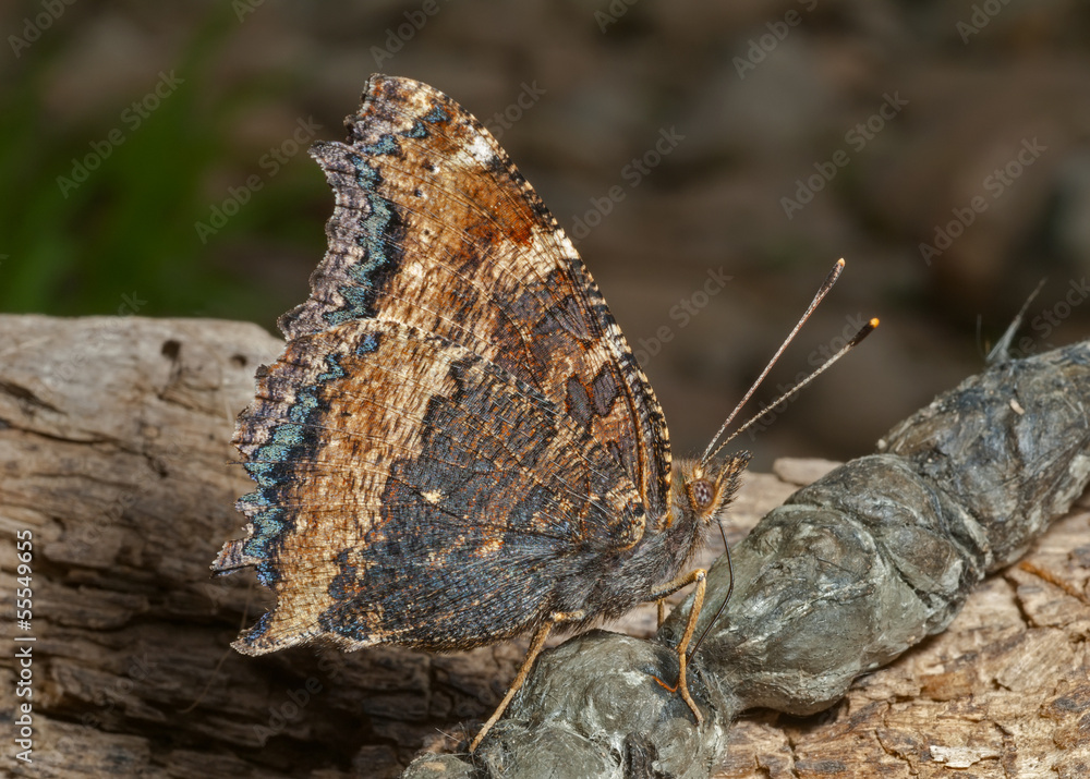 Fototapeta premium Butterfly (Polygonia C-aureum) 9