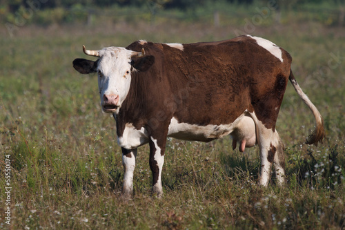 brown cow chews on a summer pasture