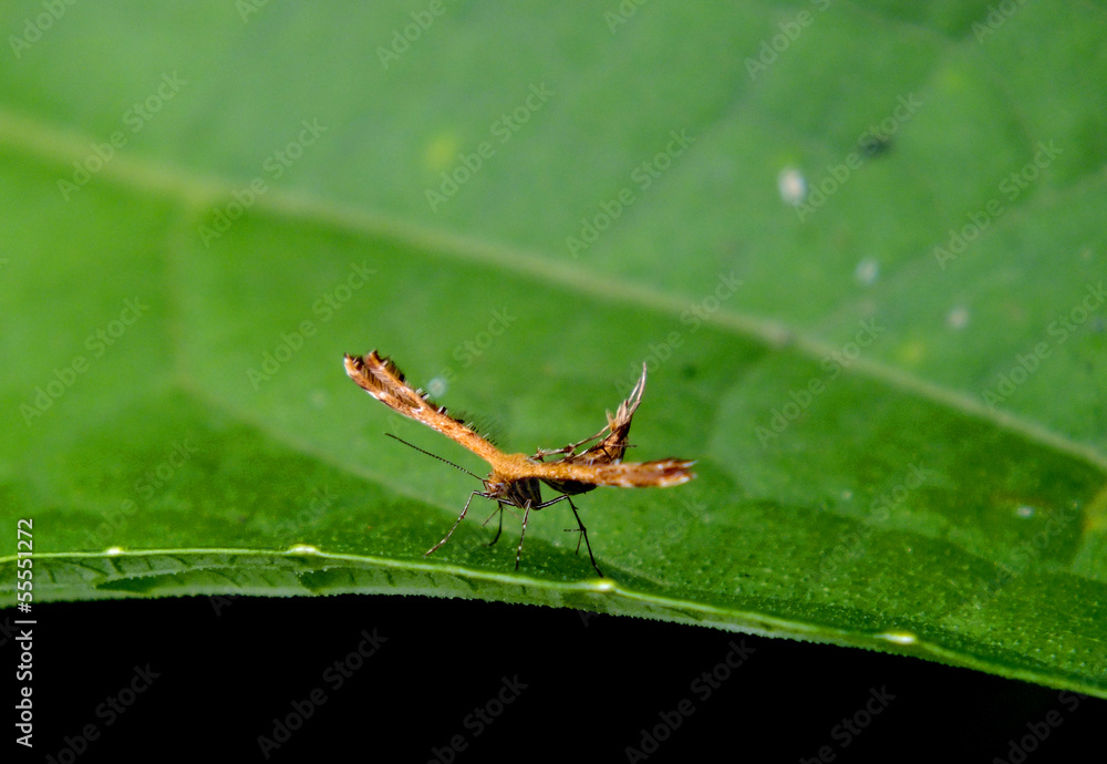 Closeup of a Mauritius dragonfly over leaf Closeup of a Mauritius dragonfly over leaf