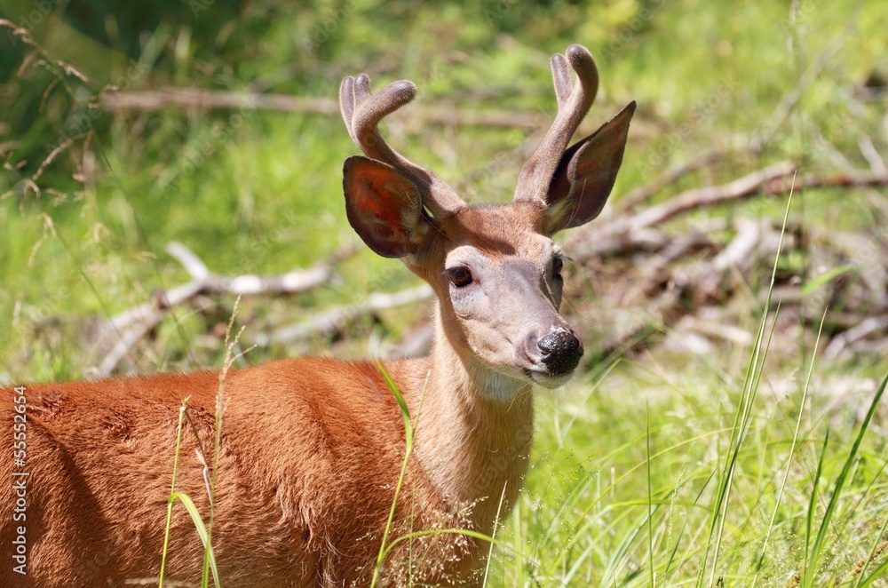 Obraz premium petit buck