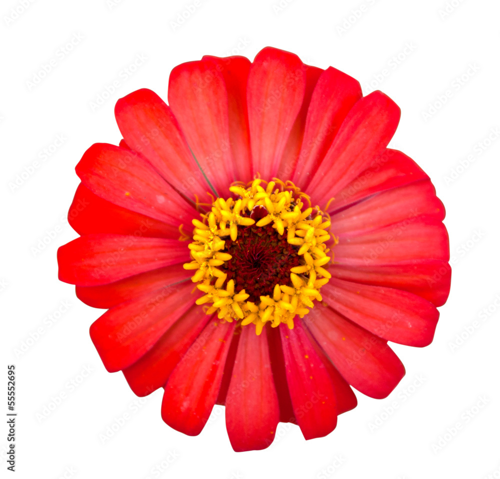 red zinnia on white background red zinnia on white background