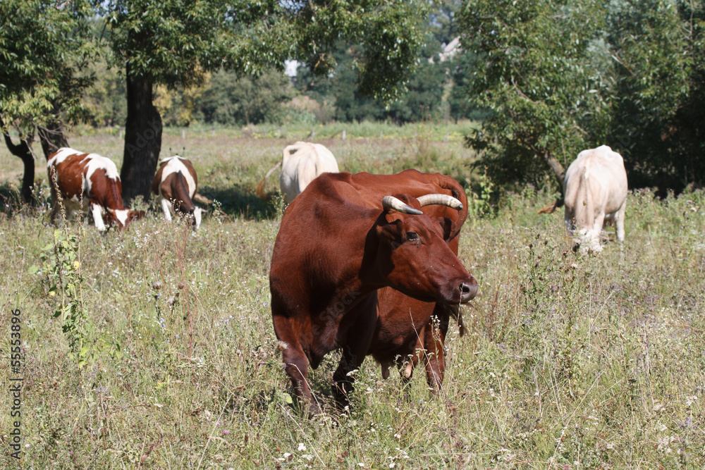 Fotografie Brown cow on a pasture