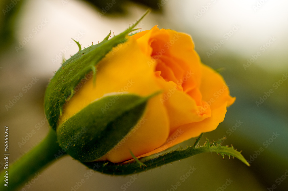 Yellow Rose Yellow Rose