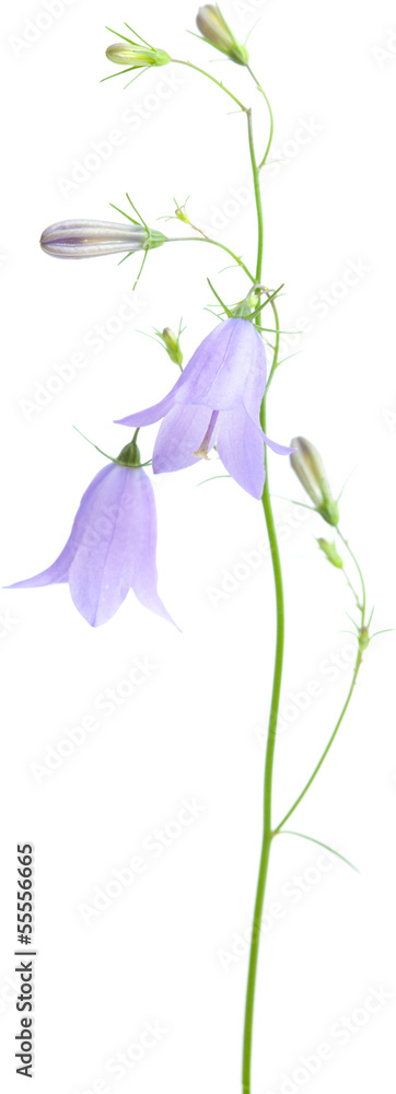 Foto campanula