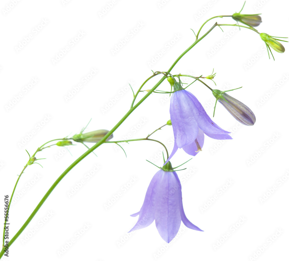 Fotografía campanula