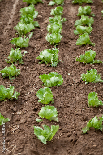 frischer grüner neuer salat auf dem feld landwirtschaft