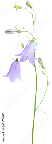 Canvas Print campanula
