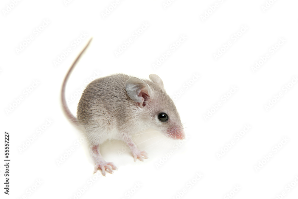 Eastern or arabian spiny mouse baby (Acomys dimidiatus) Eastern or arabian spiny mouse baby (Acomys dimidiatus)