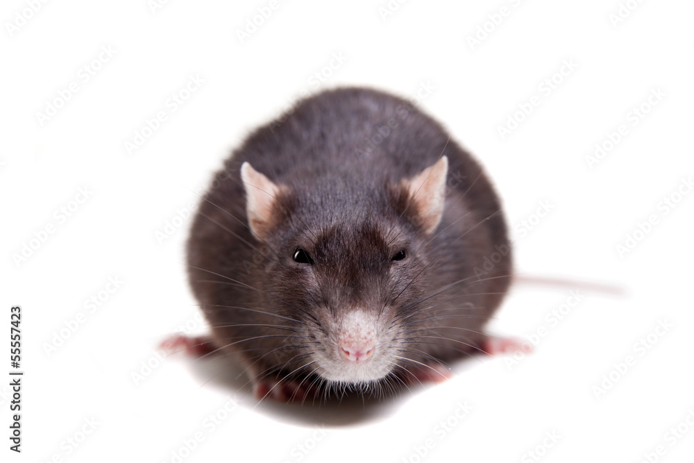 Rat, 3 year old, isolated on the white background Rat, 3 year old, isolated on the white background