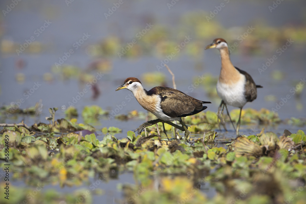 Bronze-winged Jacana bird specie Metopidius indicus Bronze-winged Jacana bird specie Metopidius indicus