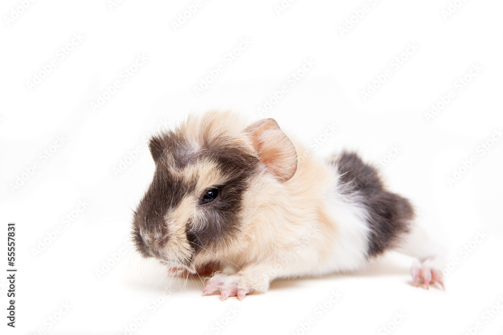 Guinea pig baby isolated on white background Guinea pig baby isolated on white background