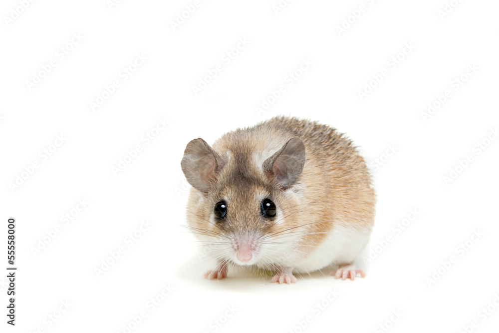 Eastern or arabian spiny mouse (Acomys dimidiatus) Eastern or arabian spiny mouse (Acomys dimidiatus)