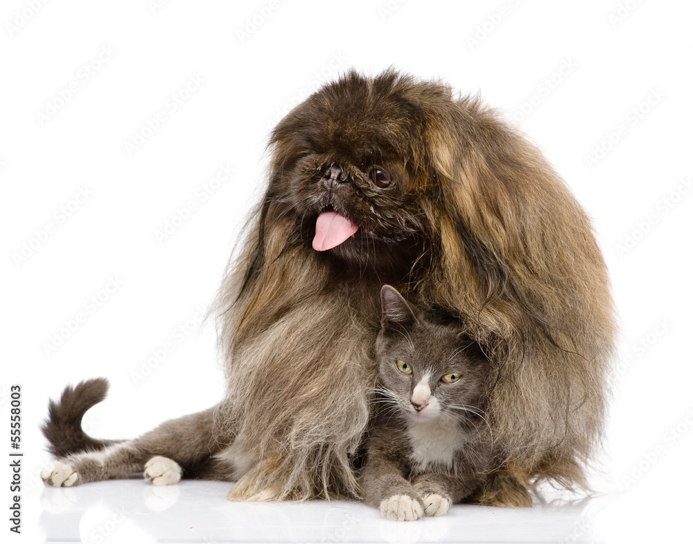 Pekingese hugging cat. isolated on white background Pekingese hugging cat. isolated on white background