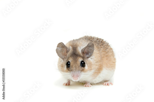 Eastern or arabian spiny mouse (Acomys dimidiatus) © Farinoza