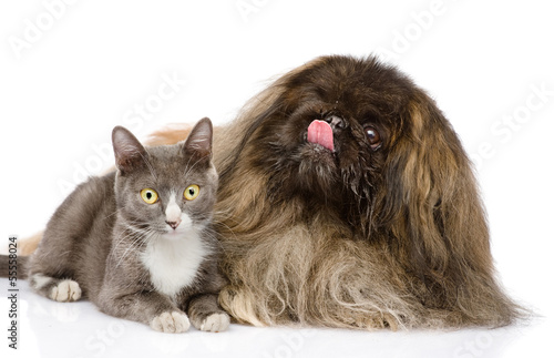 Cat and Dog posing. isolated on white background photo