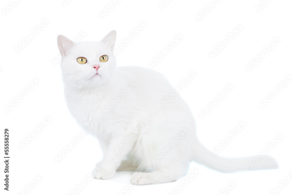 Mixed-breed cat, 4 year old, on the white background