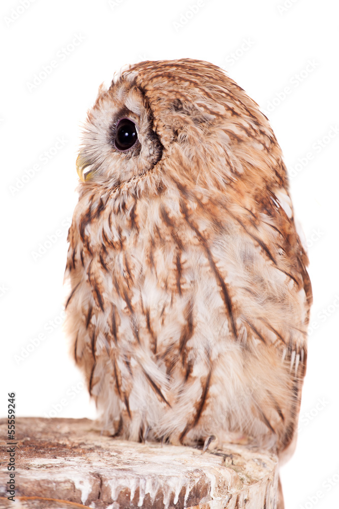 Fototapeta premium Tawny lub Brown Owl (Strix aluco) na białym tle