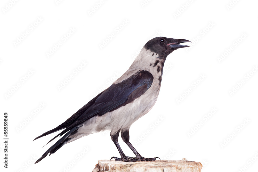Hooded crow (Corvus cornix) isolated on the white background Hooded crow (Corvus cornix) isolated on the white background