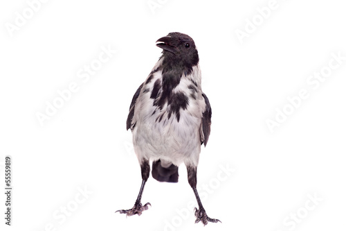 Hooded crow (Corvus cornix) isolated on the white background