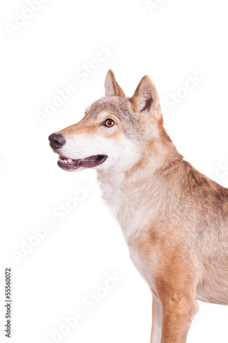 Steppe wolf (Canis lupus campestris) isilated on the white