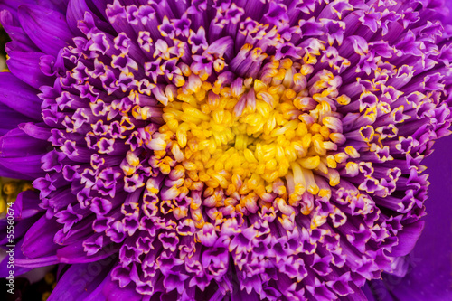 Purple Yellow Aster Blooming photo