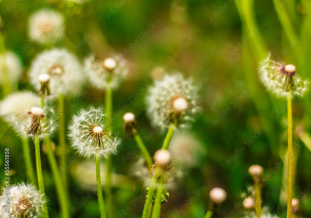 Fresh Spring Green Grass And Dandelions Fresh Spring Green Grass And Dandelions