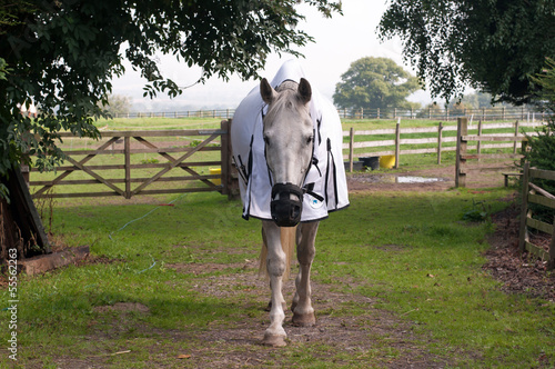 Horse wearing a grazing muzzle & fly rug photo