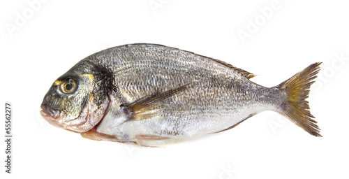 Freash Seabream isolated on white