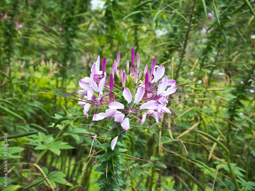 Fototapeta premium Cleome spinosa flower or spider flower