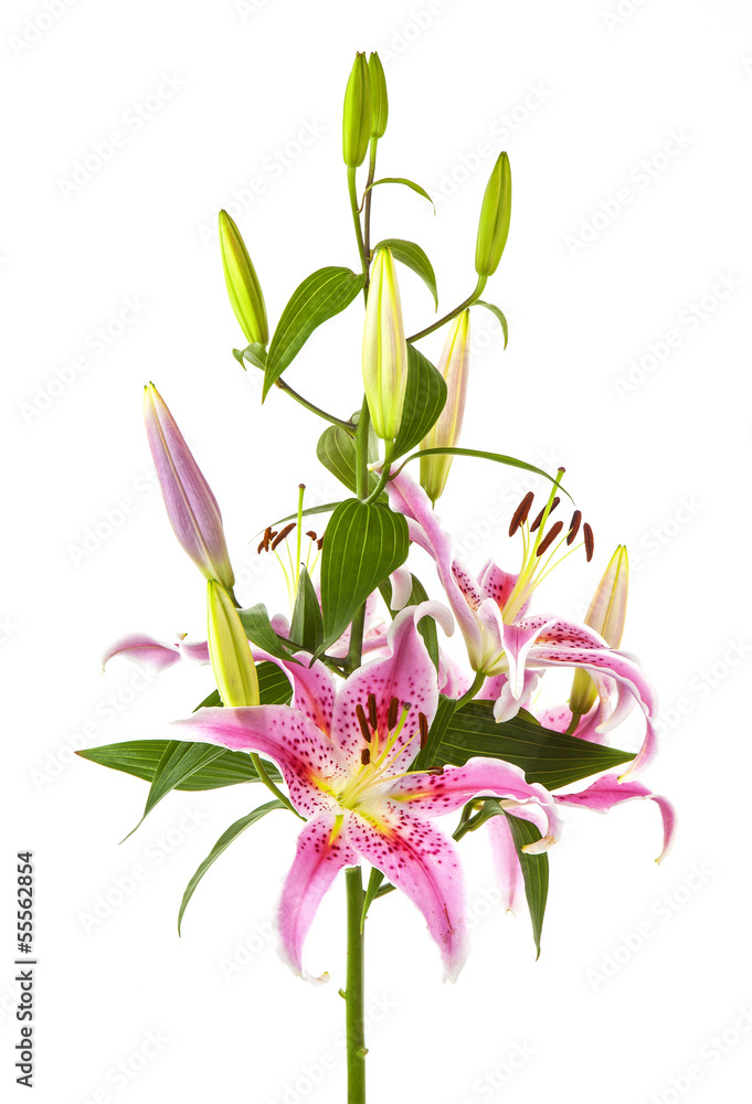 Beautiful pink lilys, isolated on white background