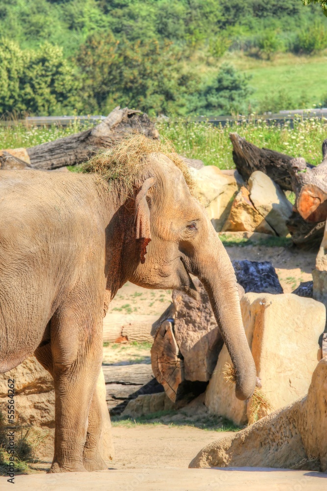 Fototapeta premium Asian elephant with hay on the head