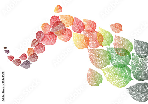 autumn leaves, vector