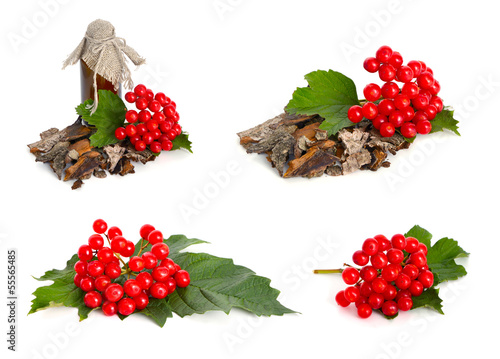 Fototapeta Naklejka Na Ścianę i Meble -  Guelder-rose bark isolated on white background.