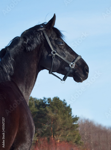 horse at blue sky background © anakondasp