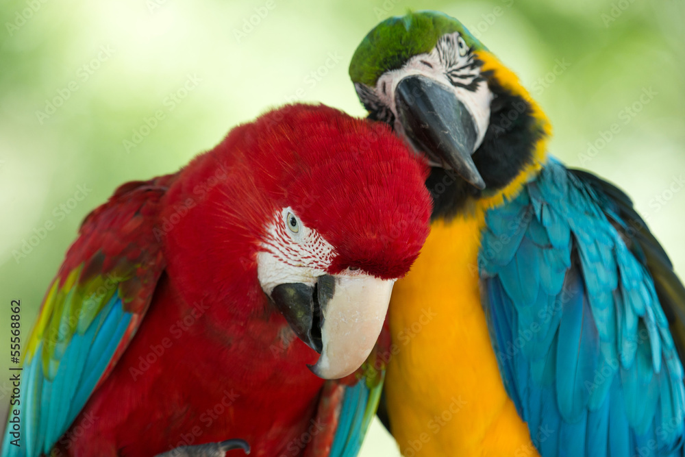 Fototapeta premium parrots