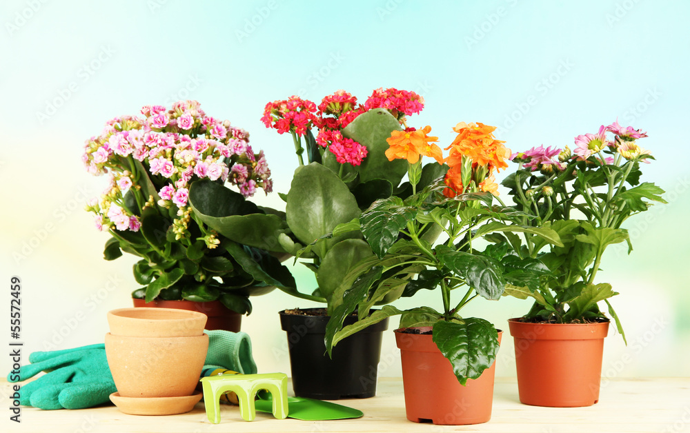 Beautiful flowers in pots on wooden table on natural background Beautiful flowers in pots on wooden table on natural background