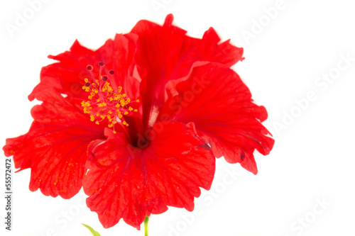 Red Hibiscus flower with white background