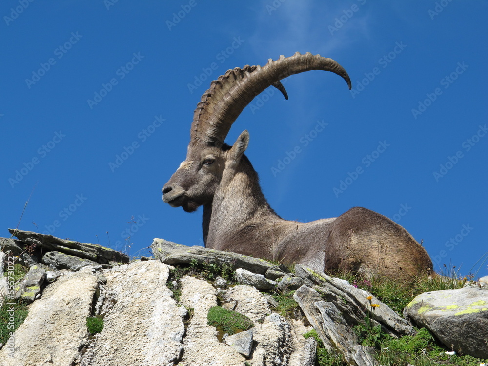 Beautiful lying alpine ibex Beautiful lying alpine ibex